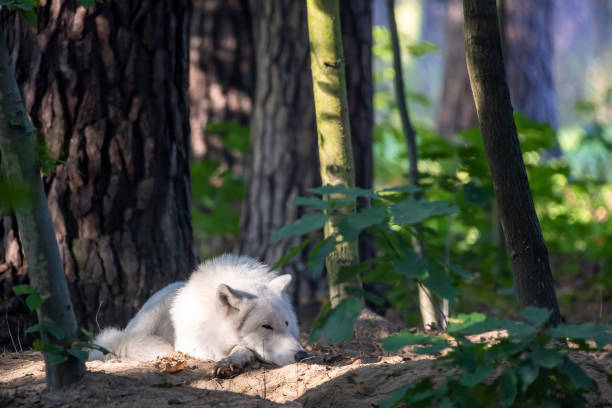 istock An arctic wolf in a little leisure park in Germany. 1350806708