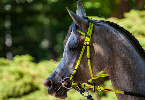 dun purebred horse on black