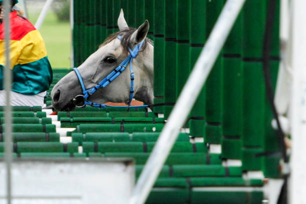 istock horse in the starting machine 1350806770