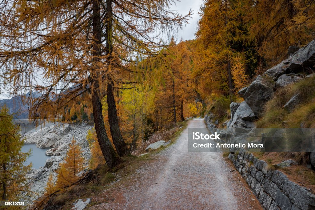 Sendero de cuento de hadas en Val di Fumo, colores cálidos otoñales, alféres dorados - Foto de stock de Aire libre libre de derechos Sendero de cuento de hadas en Val di Fumo, colores cálidos otoñales, alféres dorados - Foto de stock de Aire libre libre de derechos