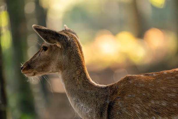 istock A fallow deer walking through a forest at a sunny day in autumn in Hesse, Germany. Great light bokeh in the background. 1350808655