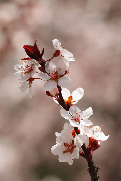 벚꽃 클로즈업 스톡 사진
