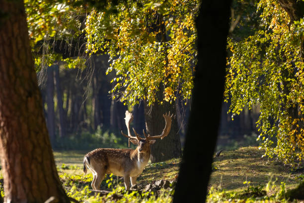 istock A young fallow deer walking through a forest during rutting time at a sunny day in autumn in Hesse, Germany. 1350811944