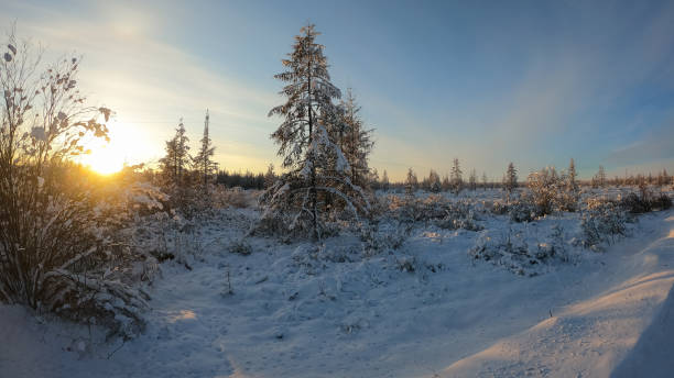 istock Snowy landscape with fir tree covered with snow 1350812021