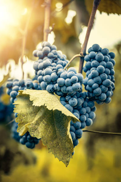 istock Vineyards at sunset in autumn harvest 1350812728
