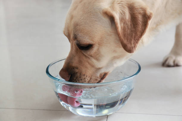 Cute Labrador Retriever drinking water at home stock photo