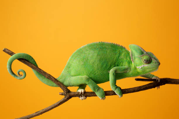 Cute green chameleon on branch against color background