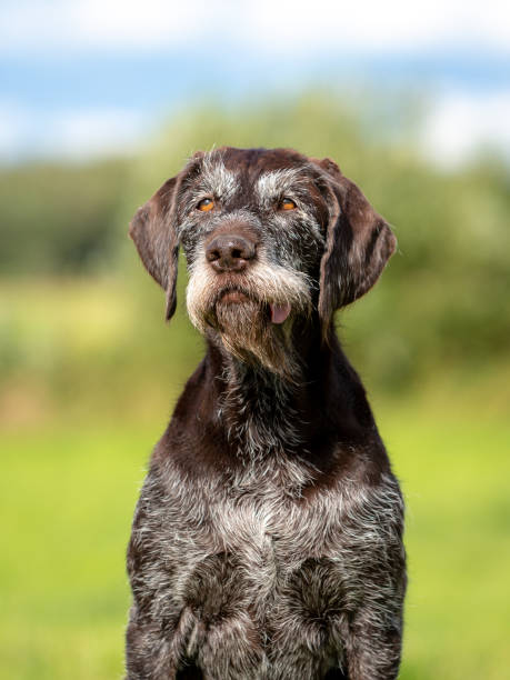 istock Portrait of a cute German wire-haired pointer on the green grass 1350813152
