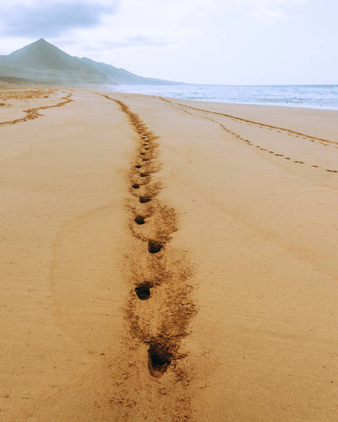 istock Fuerteventura sand 1350813591