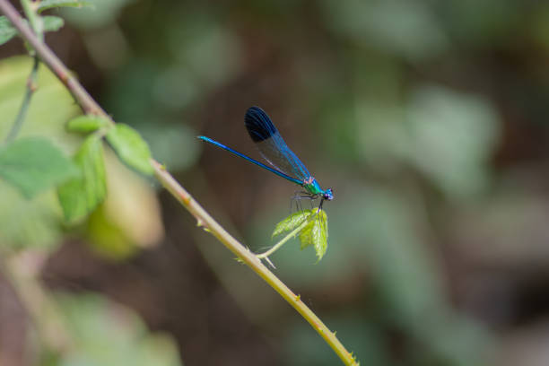 Close up of the Calopteryx syriaca, known commonly as the Syrian demoiselle, native to the southern Close up of the Calopteryx syriaca, known commonly as the Syrian demoiselle, native to the southern calopteryx syriaca stock pictures, royalty-free photos & images