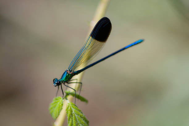 Close up of the Calopteryx syriaca, known commonly as the Syrian demoiselle, native to the southern Close up of the Calopteryx syriaca, known commonly as the Syrian demoiselle, native to the southern calopteryx syriaca stock pictures, royalty-free photos & images