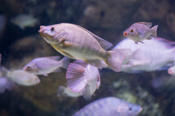 a tilápia azul (oreochromis aureus), um peixe da família cichlidae. nativo do norte e oeste da áfrica, e do oriente médio - lake tiberius - fotografias e filmes do acervo