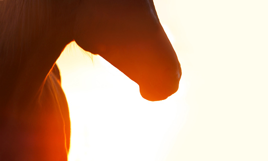 Beautiful horse silhouette through the sun in desert. Freedom horse on sunset