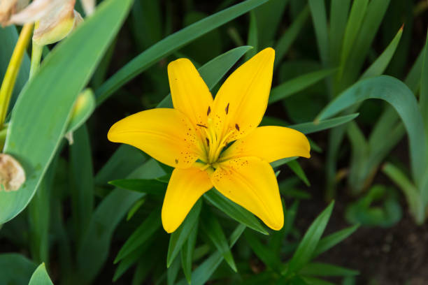 istock yellow lily blossom open in the front garden 1350815454