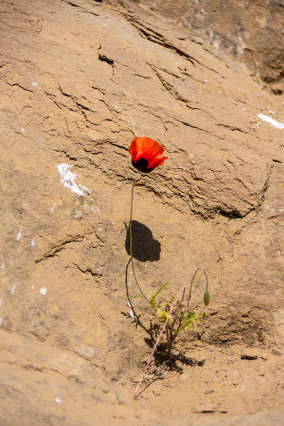 istock poppy flower 1350815489