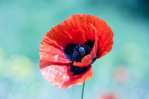 istock poppy flower head 1350815588