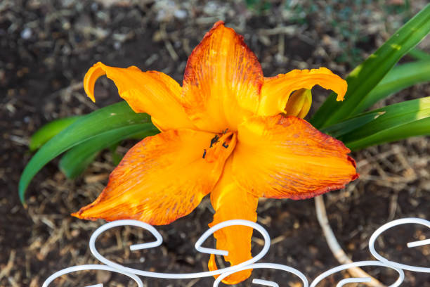 Primal Scream Daylily blooming for the very first time