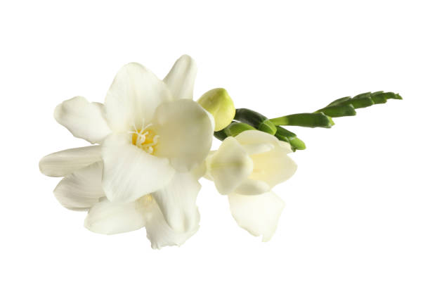 istock Beautiful blooming freesias isolated on white, top view 1350817502