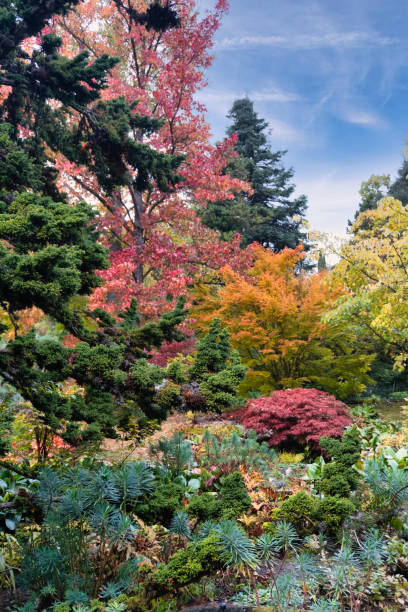istock Cultivated garden in autumn with trees and shrubs 1350817825