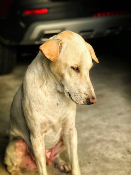 istock The House Dog 1350817869