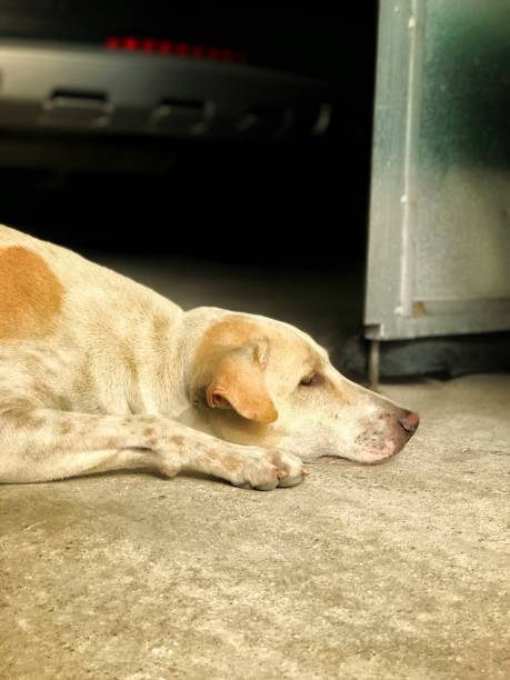 istock The House Dog 1350818291