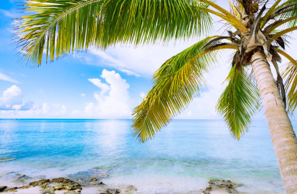 istock caribbean sea palm trees paradise 1350819908