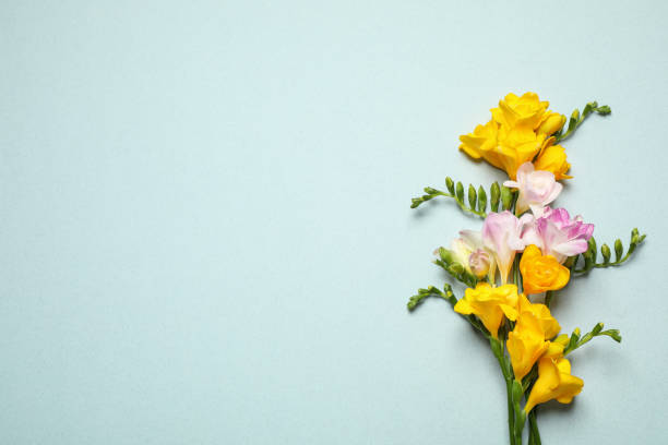 istock Beautiful blooming freesias on light background, flat lay. Space for text 1350819927