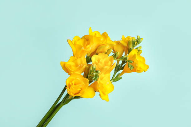 istock Beautiful blooming yellow freesias on light blue background 1350821097