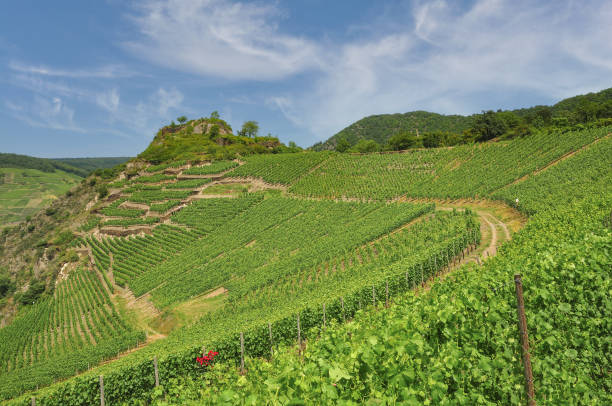 istock Mayschoss,Ahrtal,Rhineland-Palatinate,Germany 1350822474