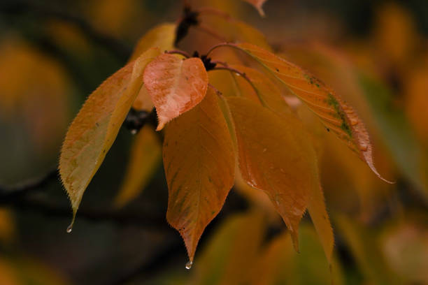 istock Yellow autumn leaves on the tree 1350822547