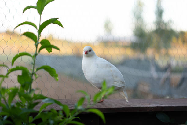 istock white partridge in the henhouse 1350822855