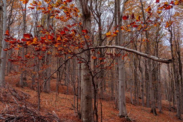 istock Red forest in autumn at Colle del Melogno, Italy. 1350823601