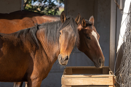 Two brown horses eating hay in barn.