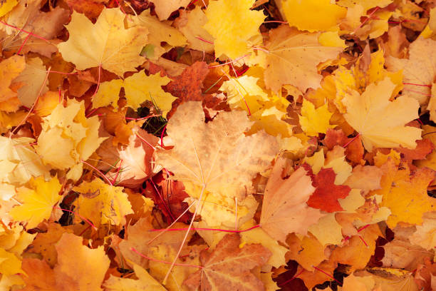istock Bright colorful autumn leaves on the ground 1350824672