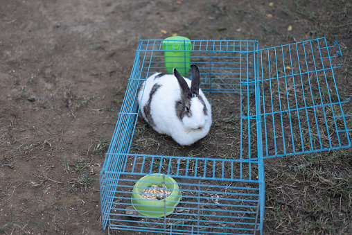 Rabbit in a blue cage on a farm.