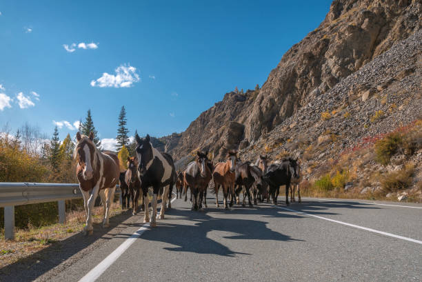 road horse mountains asphalt autumn herd stock photo