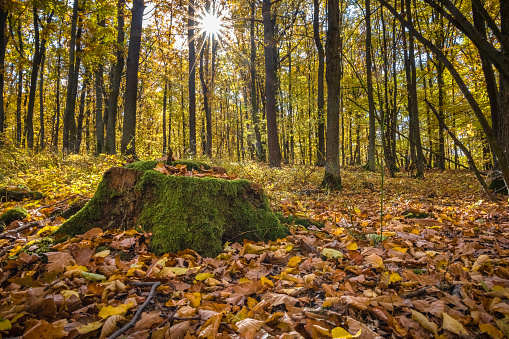 Moss-covered stump in colorful autumn sunny forest under blue sky - Czech Republic, Europe