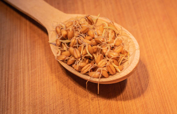 istock Close-up of sprouted wheat grains 1350827196