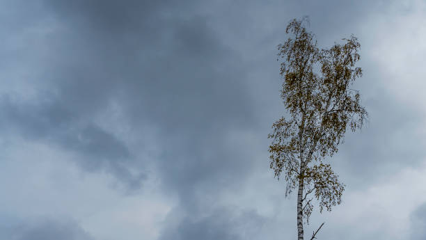 Typhoon. Hurricane