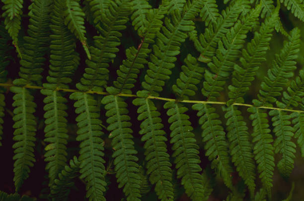 istock Forest fern leaf background close up, top view 1350827579