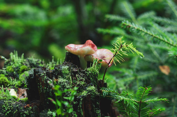 istock Mushroom growing on old tree stump in forest close-up 1350827591