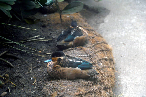 istock View of a sleeping duck on the shore. 1350828635