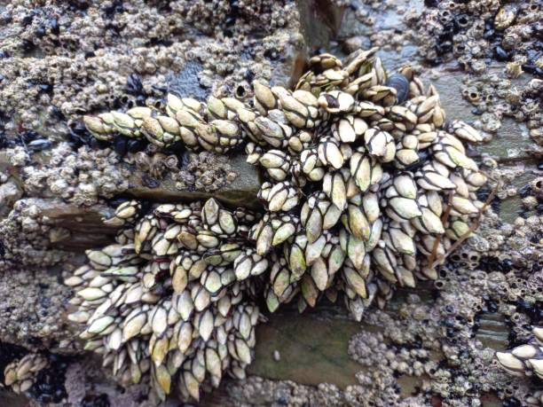 frutos do mar na costa de lugo, galícia, santo - barnacle - fotografias e filmes do acervo