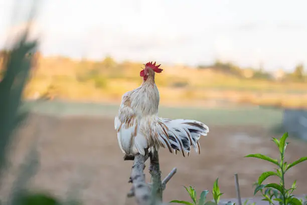 Bantam rooster crowing in the morning in farm.