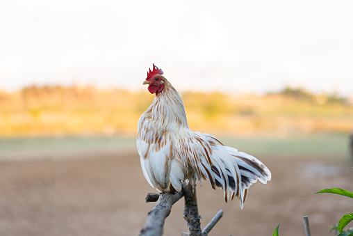 Bantam rooster in farm.