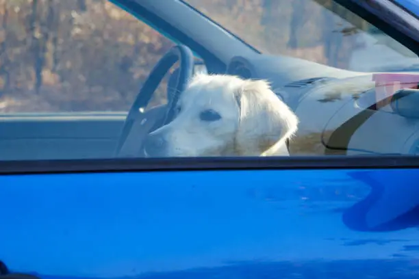 Photo of Labrador dog sitting locked in the car and looking out the window