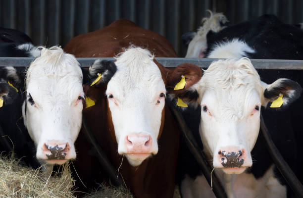 istock Hereford cows facing camera in a cowshed. Beef cattle, UK 1350831871
