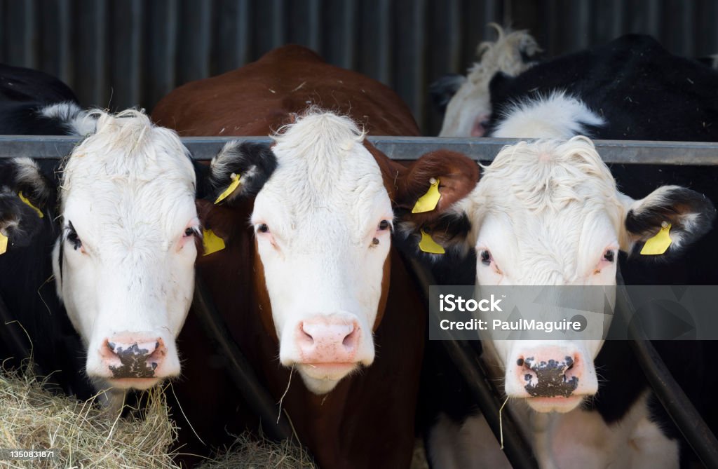 Hereford cows facing camera in a cowshed. Beef cattle, UK Young Hereford cows facing the camera in a cowshed or barn. Hereford beef cattle business, UK Domestic Cattle Stock Photo