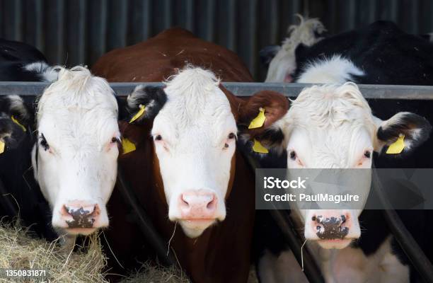 Hereford Cows Facing Camera In A Cowshed Beef Cattle Uk Stock Photo - Download Image Now