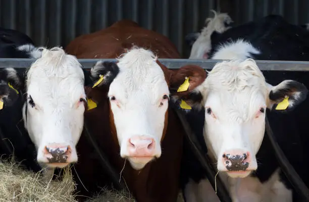 Young Hereford cows facing the camera in a cowshed or barn. Hereford beef cattle business, UK